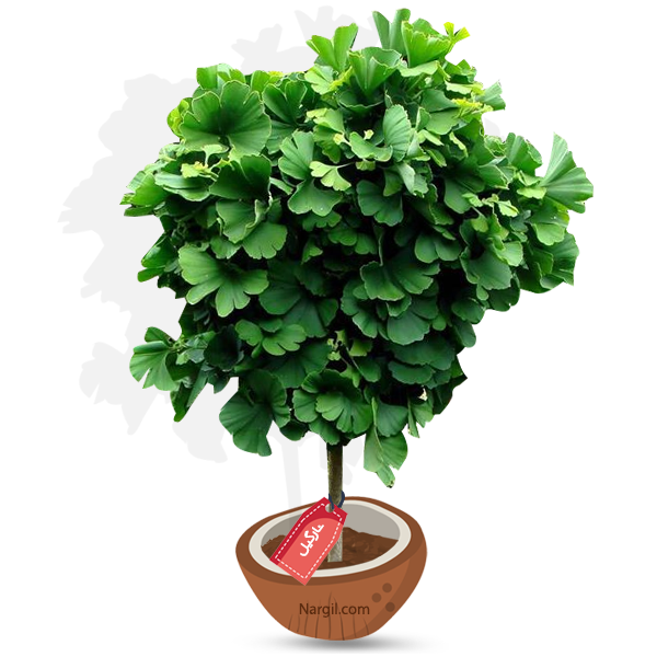  Nargil - Maiden hair